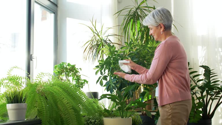 Какие домашние цветы для пожилых создадут уют и сохранят здоровье